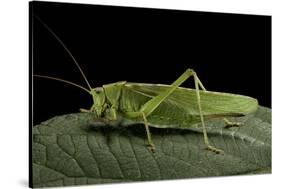 Tettigonia Viridissima (Great Green Bush-Cricket) - Female-Paul Starosta-Stretched Canvas