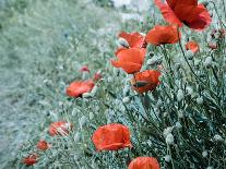 Hot Air Balloon Flying over Red Poppies Field Cappadocia Region, Turkey-Tetyana Kochneva-Photographic Print