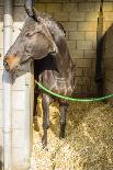 The Iceland Horse, or Even Icelanders Icelandic Horse Called, Is-Tetyanka-Photographic Print