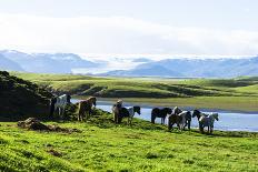 The Iceland Horse, or Even Icelanders Icelandic Horse Called, Is-Tetyanka-Photographic Print