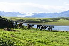 The Iceland Horse, or Even Icelanders Icelandic Horse Called, Is-Tetyanka-Photographic Print