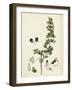 Teucrium Botrys Cut-Leaved Germander-null-Framed Giclee Print