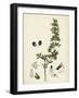 Teucrium Botrys Cut-Leaved Germander-null-Framed Giclee Print