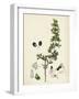 Teucrium Botrys Cut-Leaved Germander-null-Framed Giclee Print