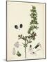 Teucrium Botrys Cut-Leaved Germander-null-Mounted Giclee Print