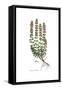 Teucrium lucidum, Flora Graeca-Ferdinand Bauer-Framed Stretched Canvas