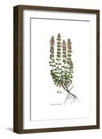 Teucrium lucidum, Flora Graeca-Ferdinand Bauer-Framed Giclee Print