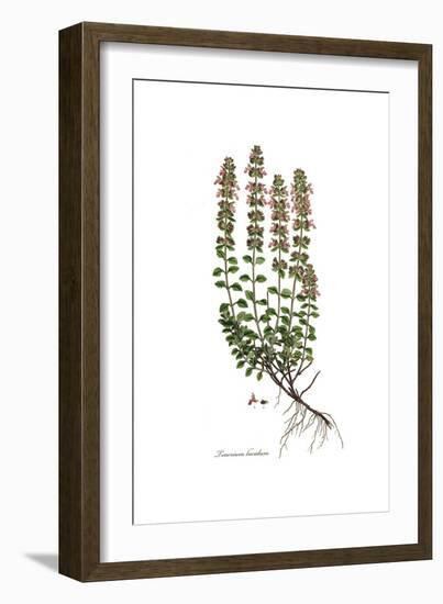 Teucrium lucidum, Flora Graeca-Ferdinand Bauer-Framed Giclee Print