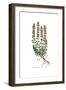 Teucrium lucidum, Flora Graeca-Ferdinand Bauer-Framed Giclee Print