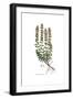 Teucrium lucidum, Flora Graeca-Ferdinand Bauer-Framed Giclee Print