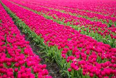 Field of Tulips-teusrenes-Photographic Print