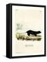 Texan Skunk-null-Framed Stretched Canvas