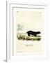 Texan Skunk-null-Framed Giclee Print