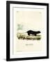 Texan Skunk-null-Framed Giclee Print