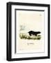 Texan Skunk-null-Framed Premium Giclee Print