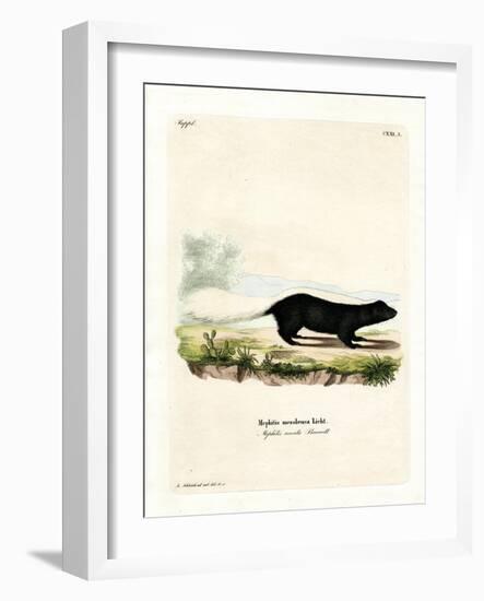 Texan Skunk-null-Framed Giclee Print