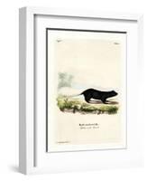 Texan Skunk-null-Framed Giclee Print