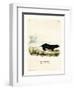 Texan Skunk-null-Framed Giclee Print