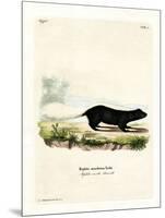 Texan Skunk-null-Mounted Giclee Print