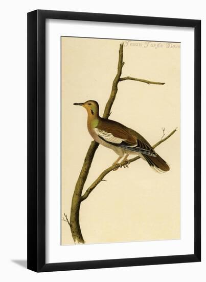 Texan Turtle Dove-John James Audubon-Framed Art Print