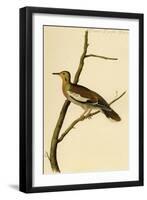 Texan Turtle Dove-John James Audubon-Framed Art Print