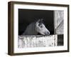 Texas Beauty-Assaf Frank-Framed Giclee Print