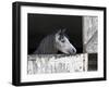 Texas Beauty-Assaf Frank-Framed Giclee Print