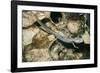 Texas Blind Salamander-null-Framed Photographic Print