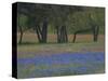 Texas Blue Bonnets and Oak Trees, Nixon, Texas, USA-Darrell Gulin-Stretched Canvas