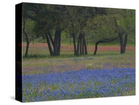 Texas Blue Bonnets and Oak Trees, Nixon, Texas, USA-Darrell Gulin-Stretched Canvas