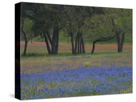 Texas Blue Bonnets and Oak Trees, Nixon, Texas, USA-Darrell Gulin-Stretched Canvas