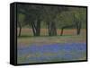 Texas Blue Bonnets and Oak Trees, Nixon, Texas, USA-Darrell Gulin-Framed Stretched Canvas