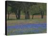Texas Blue Bonnets and Oak Trees, Nixon, Texas, USA-Darrell Gulin-Stretched Canvas