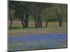 Texas Blue Bonnets and Oak Trees, Nixon, Texas, USA-Darrell Gulin-Mounted Photographic Print