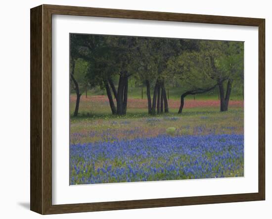 Texas Blue Bonnets and Oak Trees, Nixon, Texas, USA-Darrell Gulin-Framed Photographic Print