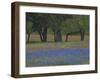 Texas Blue Bonnets and Oak Trees, Nixon, Texas, USA-Darrell Gulin-Framed Photographic Print