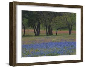 Texas Blue Bonnets and Oak Trees, Nixon, Texas, USA-Darrell Gulin-Framed Photographic Print