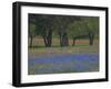 Texas Blue Bonnets and Oak Trees, Nixon, Texas, USA-Darrell Gulin-Framed Photographic Print