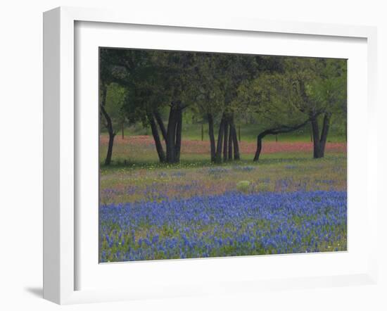 Texas Blue Bonnets and Oak Trees, Nixon, Texas, USA-Darrell Gulin-Framed Photographic Print