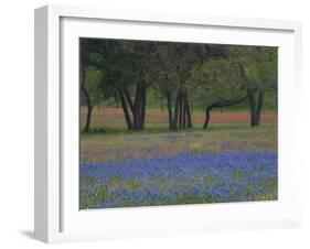 Texas Blue Bonnets and Oak Trees, Nixon, Texas, USA-Darrell Gulin-Framed Photographic Print