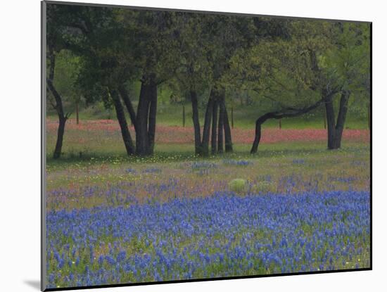 Texas Blue Bonnets and Oak Trees, Nixon, Texas, USA-Darrell Gulin-Mounted Photographic Print