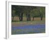 Texas Blue Bonnets and Oak Trees, Nixon, Texas, USA-Darrell Gulin-Framed Photographic Print