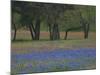 Texas Blue Bonnets and Oak Trees, Nixon, Texas, USA-Darrell Gulin-Mounted Photographic Print