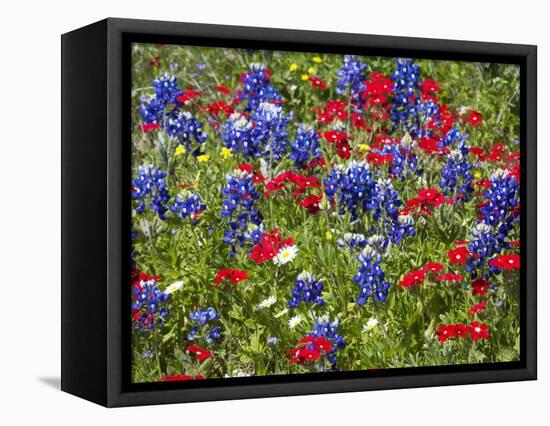 Texas Blue Bonnets and Red Phlox in Industry, Texas, USA-Darrell Gulin-Framed Stretched Canvas
