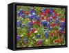 Texas Blue Bonnets and Red Phlox in Industry, Texas, USA-Darrell Gulin-Framed Stretched Canvas