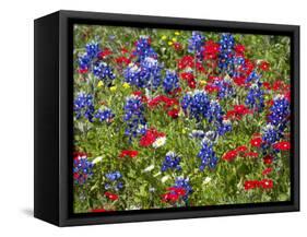 Texas Blue Bonnets and Red Phlox in Industry, Texas, USA-Darrell Gulin-Framed Stretched Canvas