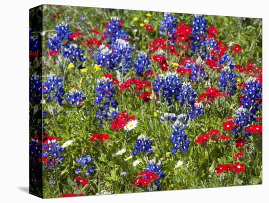 Texas Blue Bonnets and Red Phlox in Industry, Texas, USA-Darrell Gulin-Stretched Canvas