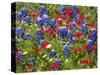 Texas Blue Bonnets and Red Phlox in Industry, Texas, USA-Darrell Gulin-Stretched Canvas