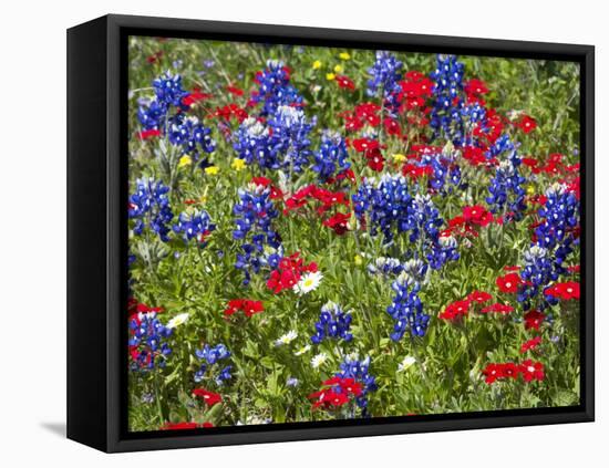 Texas Blue Bonnets and Red Phlox in Industry, Texas, USA-Darrell Gulin-Framed Stretched Canvas