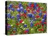 Texas Blue Bonnets and Red Phlox in Industry, Texas, USA-Darrell Gulin-Stretched Canvas